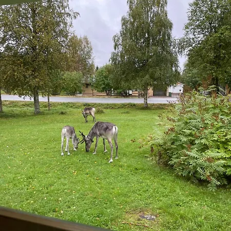 Talvijaerven Kuura Ruka