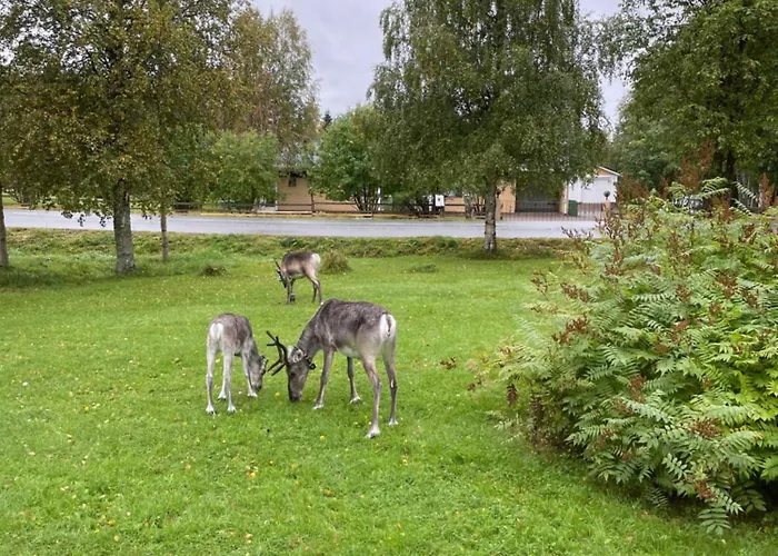 Talvijaerven Kuura روكا